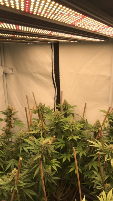 day 36 in flowering (6).jpeg