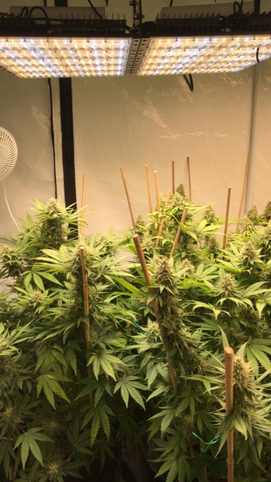 day 36 in flowering (2).jpeg