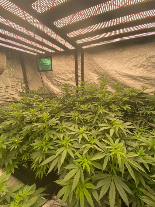 10 days in flowering.jpeg