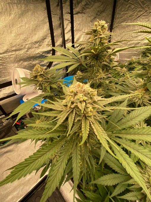 purple punch 66days (10).jpeg