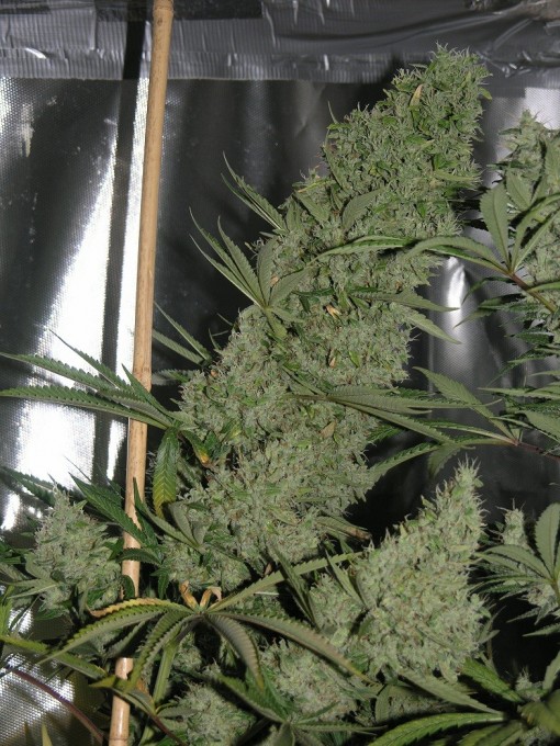 Ultimate Colas wk 7 flw 55 days.jpg