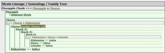 pineapple chunk genetics.jpg