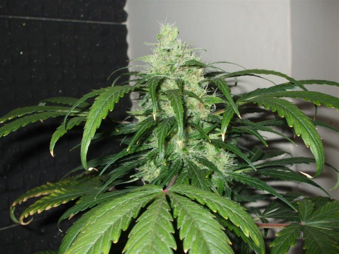 StarRyder day 73 full bloom cannabinium 010.jpg