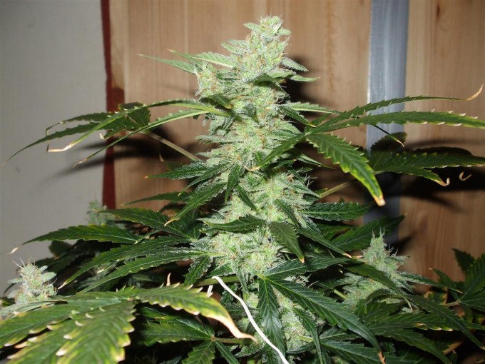 StarRyder day 73 full bloom cannabinium 011.jpg