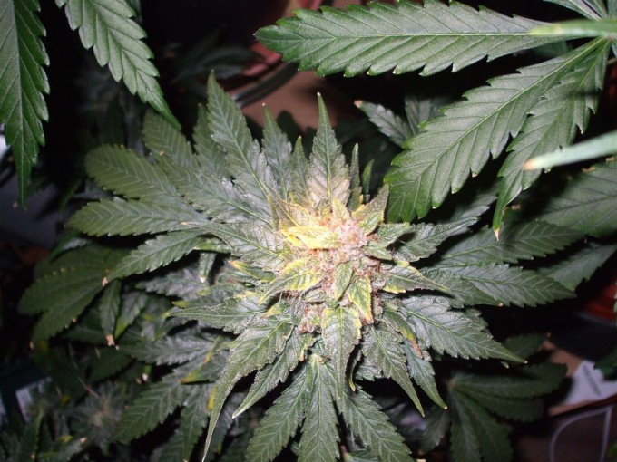 StarRyder day 73 full bloom cannabinium 013.jpg