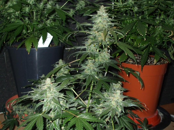 StarRyder day 73 full bloom cannabinium 003.jpg