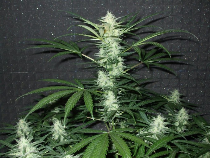 StarRyder day 73 full bloom cannabinium 001.jpg