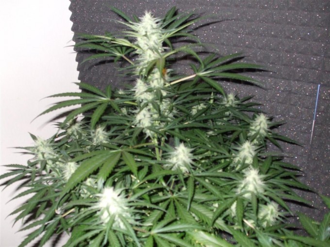 StarRyder day 73 full bloom cannabinium 014.jpg