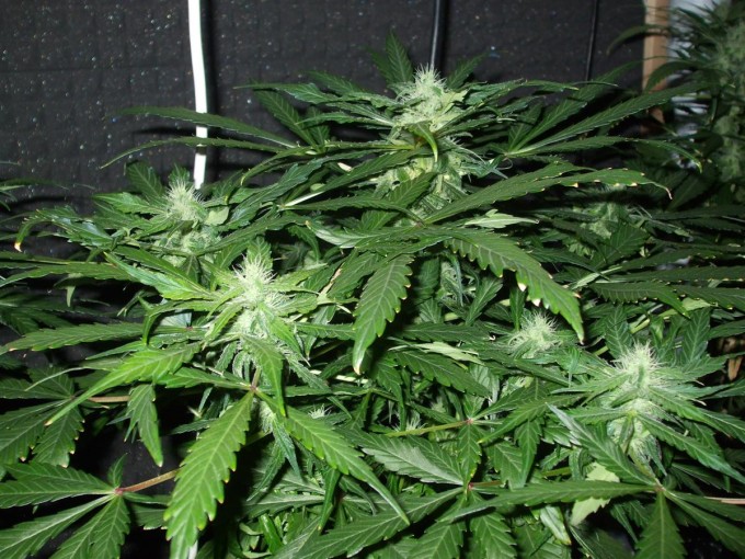 StarRyder day 73 full bloom cannabinium 002.jpg